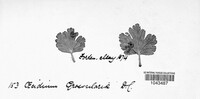 Puccinia caricina image